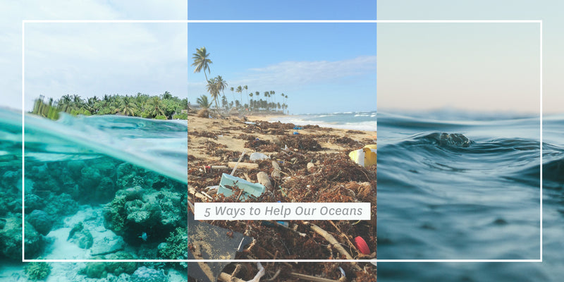5 Ways to Help Our Oceans